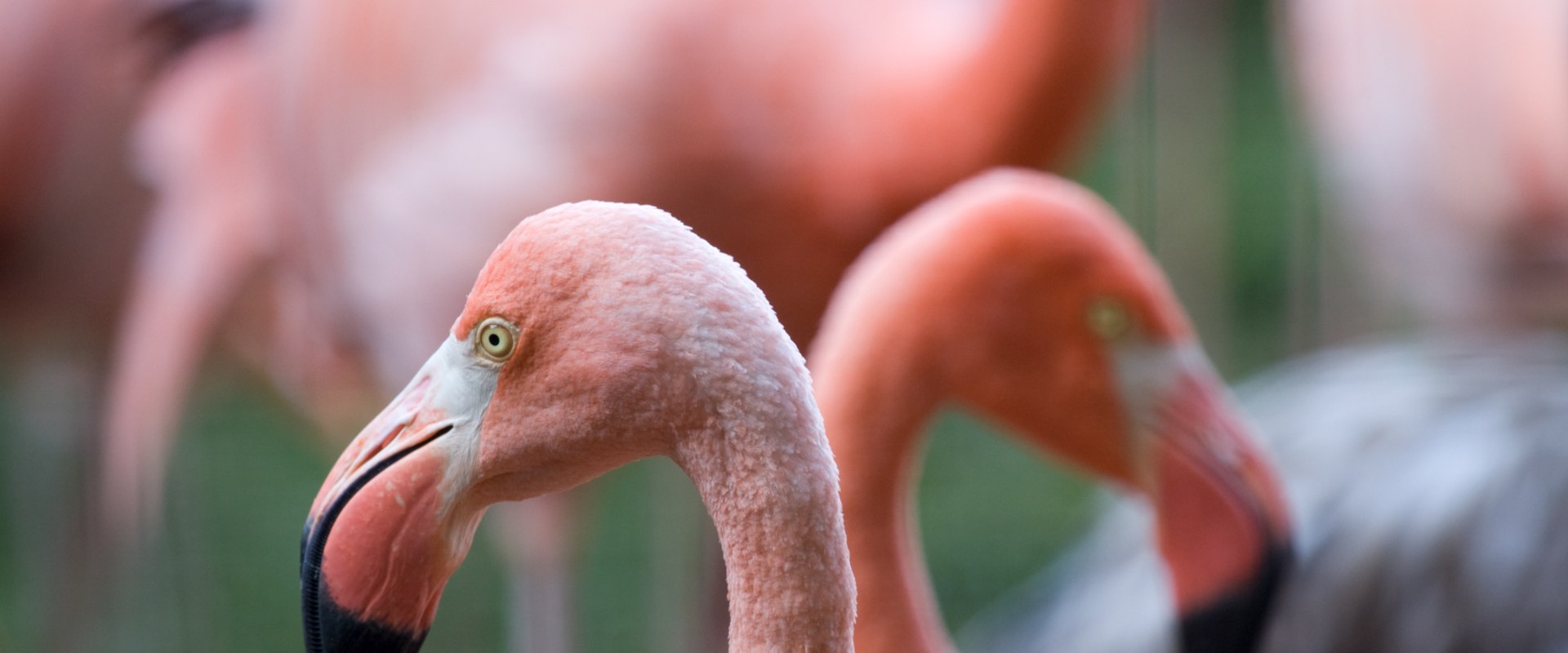 Do flamingos sleep with one eye open?