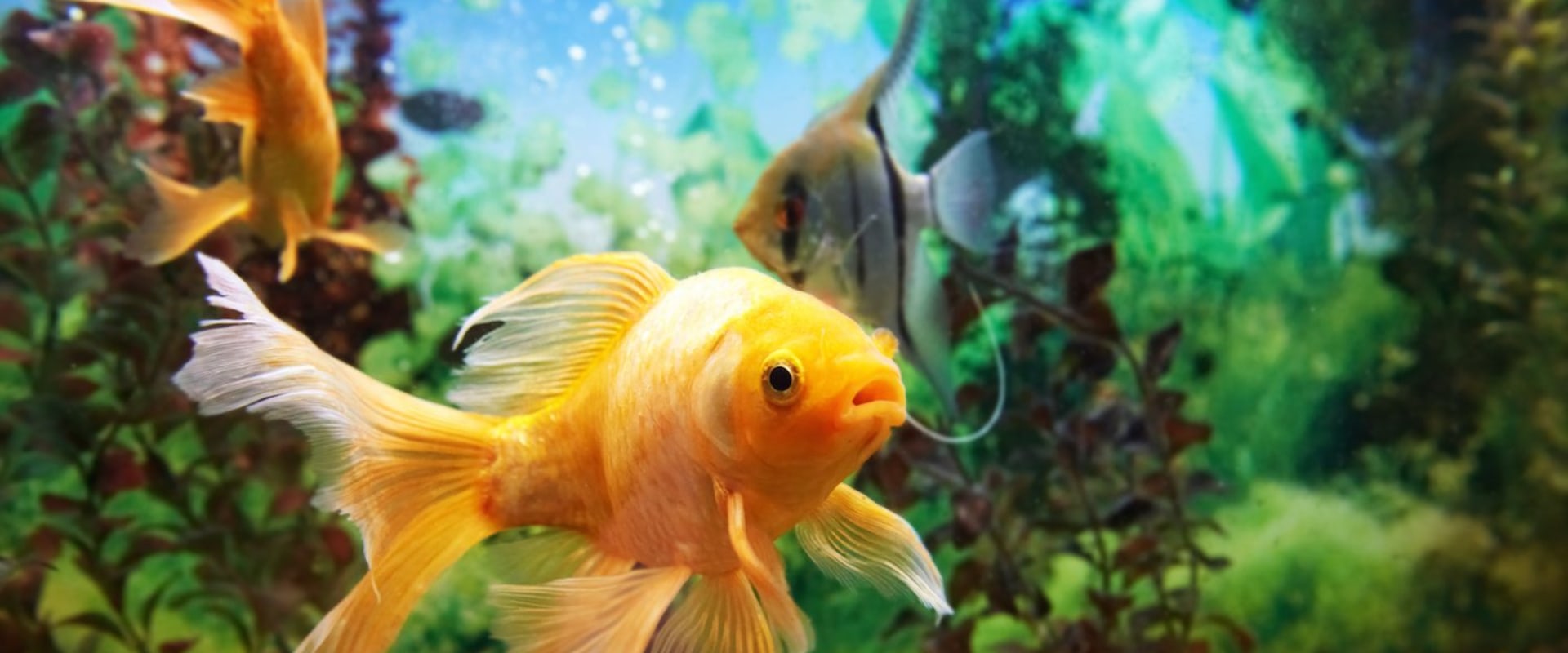 Do Fish Really Sleep? An Expert's Perspective