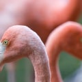 Do Flamingos Sleep with One Eye Open?