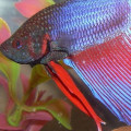 Is My Fish Sleeping? A Comprehensive Explanation