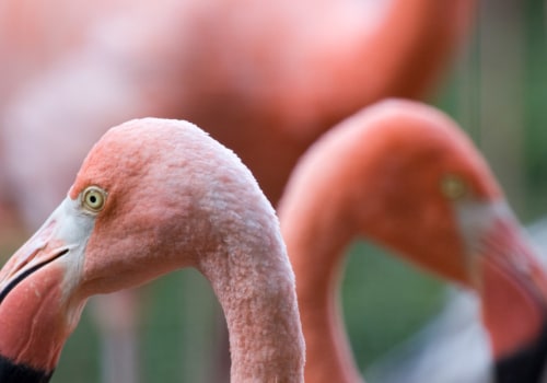 Do Flamingos Sleep with One Eye Open?