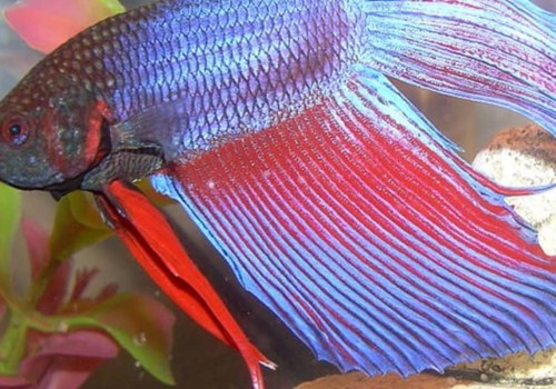 Is My Fish Sleeping? A Comprehensive Explanation