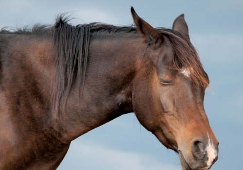 How Do Horses Sleep Standing Up?